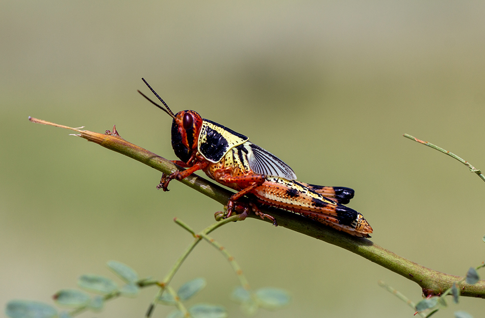 Global Locust Initiative Lab - Global Locust Initiative