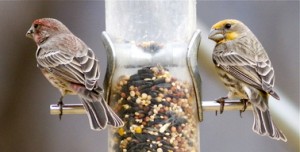 house finches on bird feeder