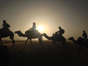 Global Sustainability Studies Program Camel Riding