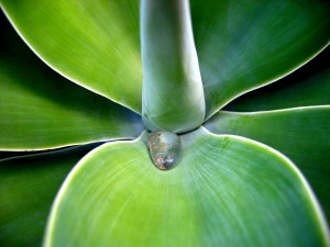 dew-agave-biomimicry