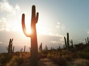 saguaro-sundown-16521451-markus-gann