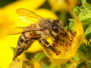 Bee sucking nectar from yellow flower