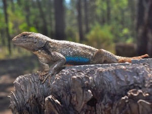Lizard with blue belly in sun