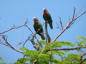 Two parrots on tree limb
