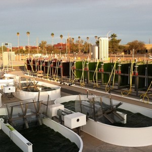 Algae Sustainable Energy