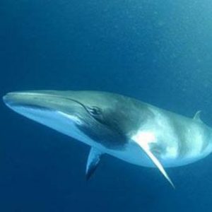 Whale swimming underwater