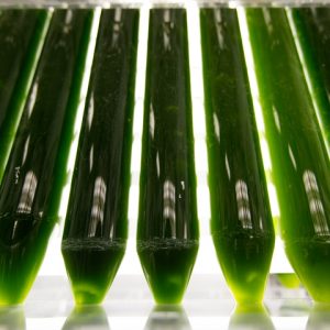 Bright green algae in tubes