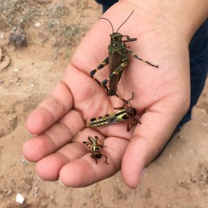 A hand holding three locusts of different sizes