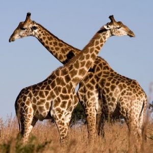 Two giraffes standing in tall grass, their necks intertwined