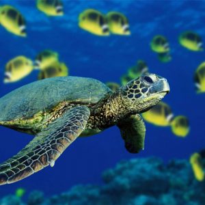 close up of sea turtle under water surrounded by tropical yellow fish