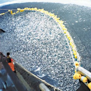 View of fisherman standing on edge of ship looking down at many fish being grouped by large fish net
