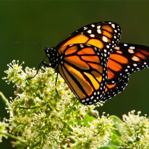 close up of monarch butterfly standing in leafy branch