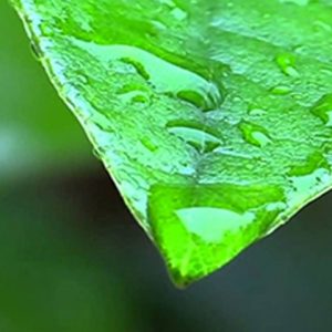 Close up of green leaf with rain drops