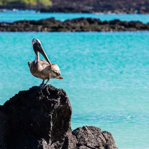 Pelican standing on rock with background view of sea and rock islands
