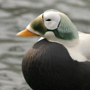 Close up of threatened spectacled eider male