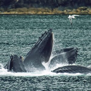 Seagull flying over humpback whales doing bubble net feeding 