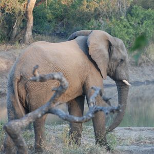 Elephant walking behind dried three branch